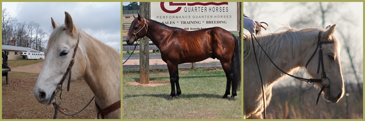 Little Creek Horses